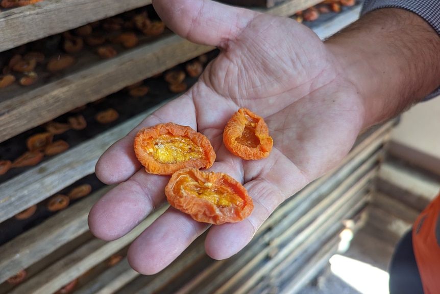 Hand of a man holding three dried apricots 